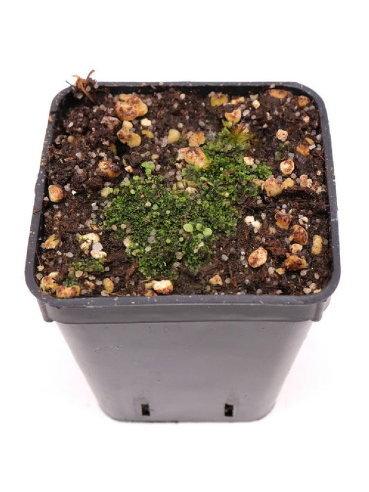 Utricularia aureomaculata  , Aparaman Tepui, Venezuela