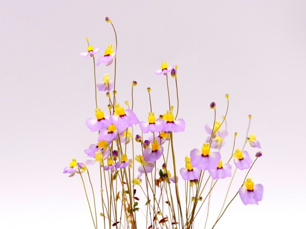 Utricularia bisquamata 'Betty's Bay'