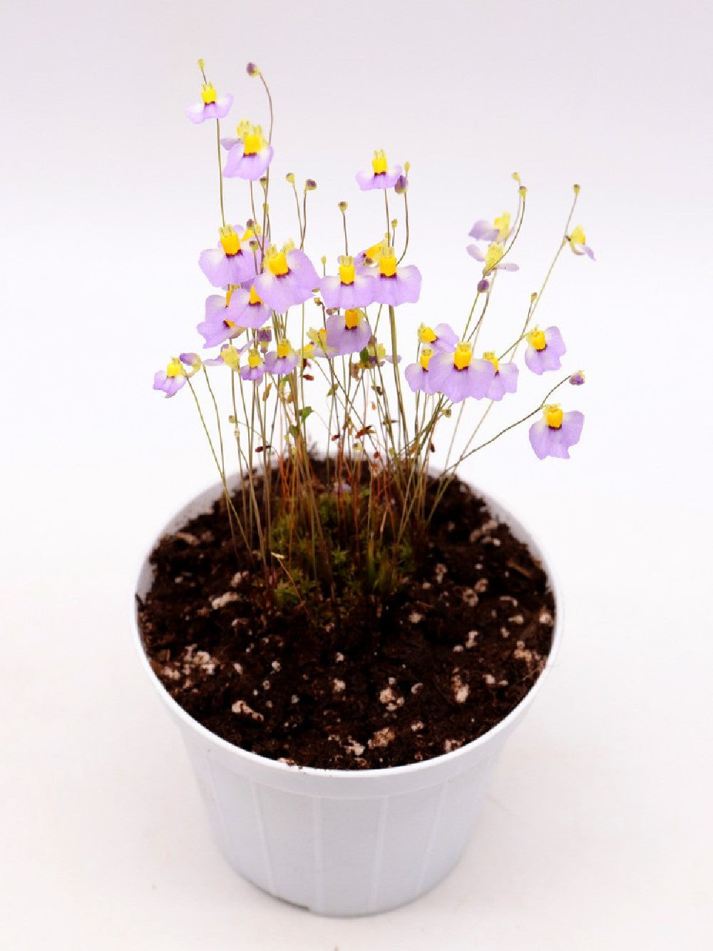 Utricularia bisquamata 'Betty's Bay'