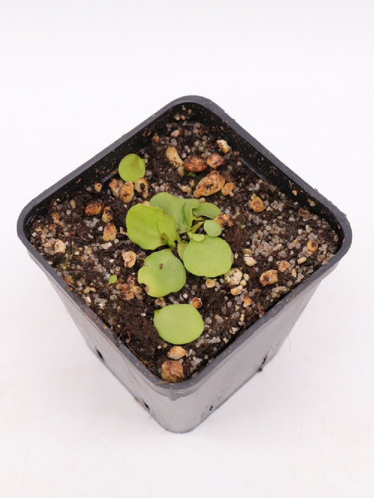 Utricularia calycifida "Lavinia Whateley"