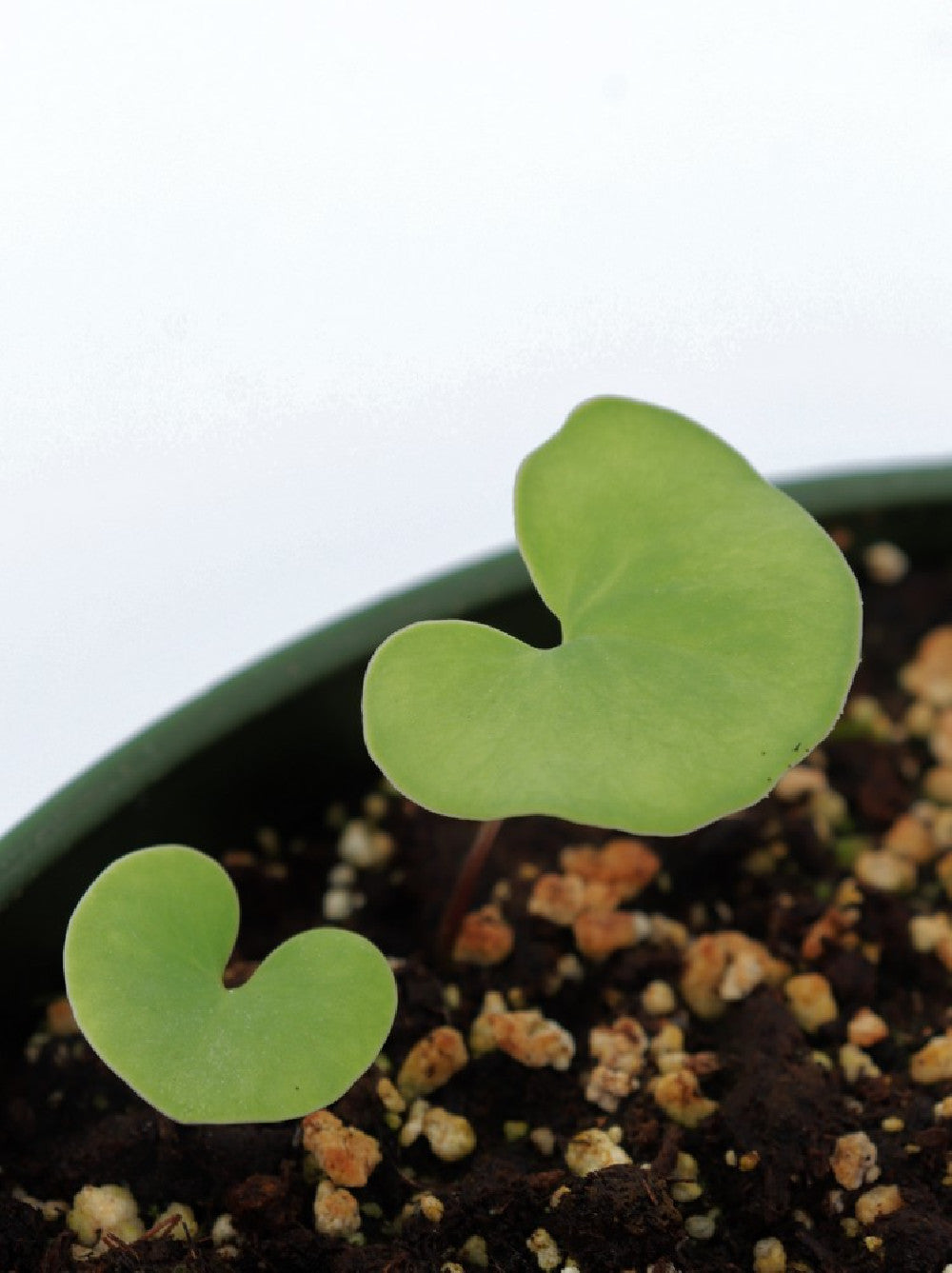 Utricularia cornigera in sfagno vivo (talea di rizoma)
