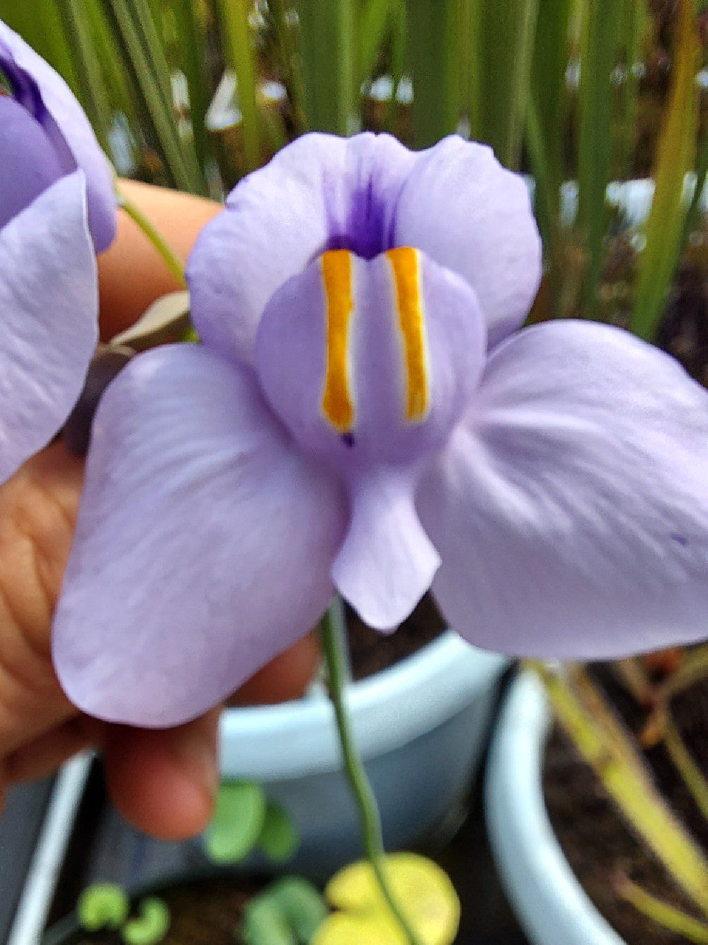 Utricularia cornigera in sfagno vivo (talea di rizoma)