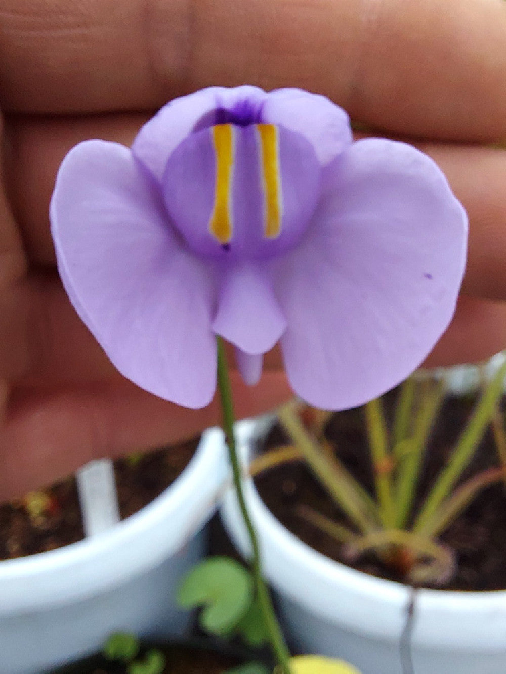 Utricularia cornigera in sfagno vivo (talea di rizoma)