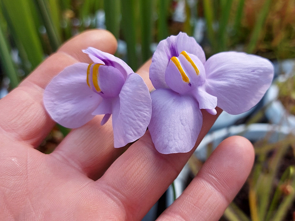 Utricularia cornigera in sfagno vivo (talea di rizoma)