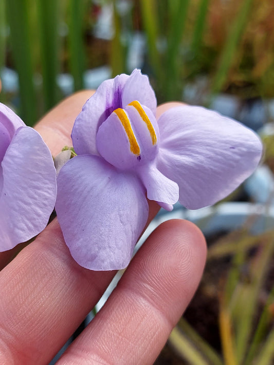 Utricularia cornigera in sfagno vivo (talea di rizoma)