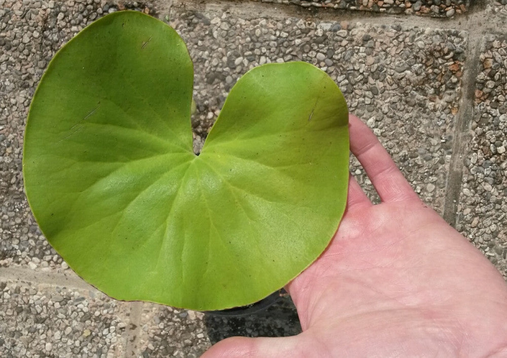Utricularia cornigera in sfagno vivo (talea di rizoma)