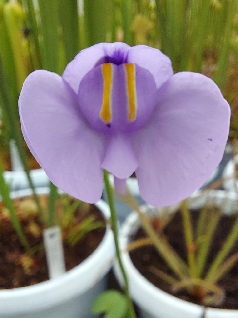 Utricularia cornigera in sfagno vivo (talea di rizoma)