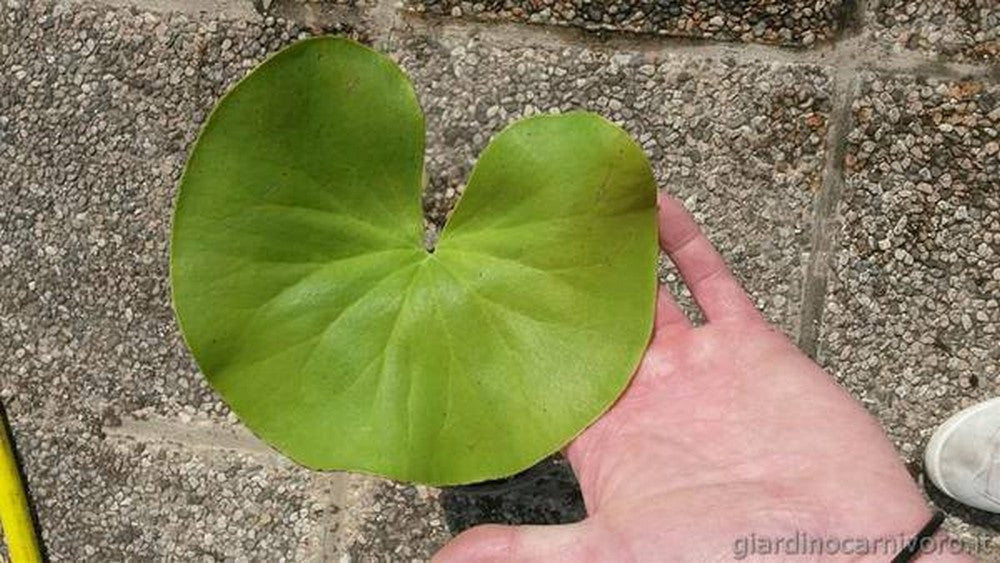Utricularia cornigera in sfagno vivo (talea di rizoma)