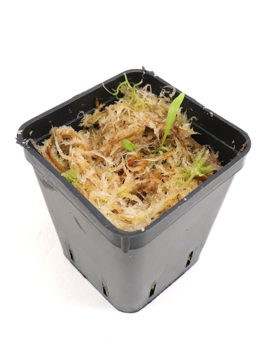 Utricularia cv. Jitka      (U.quelchii x U.praetermissa)