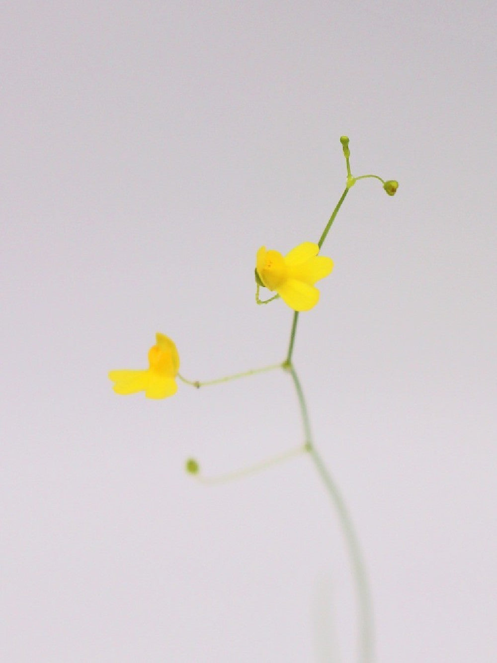 Utricularia flaccida