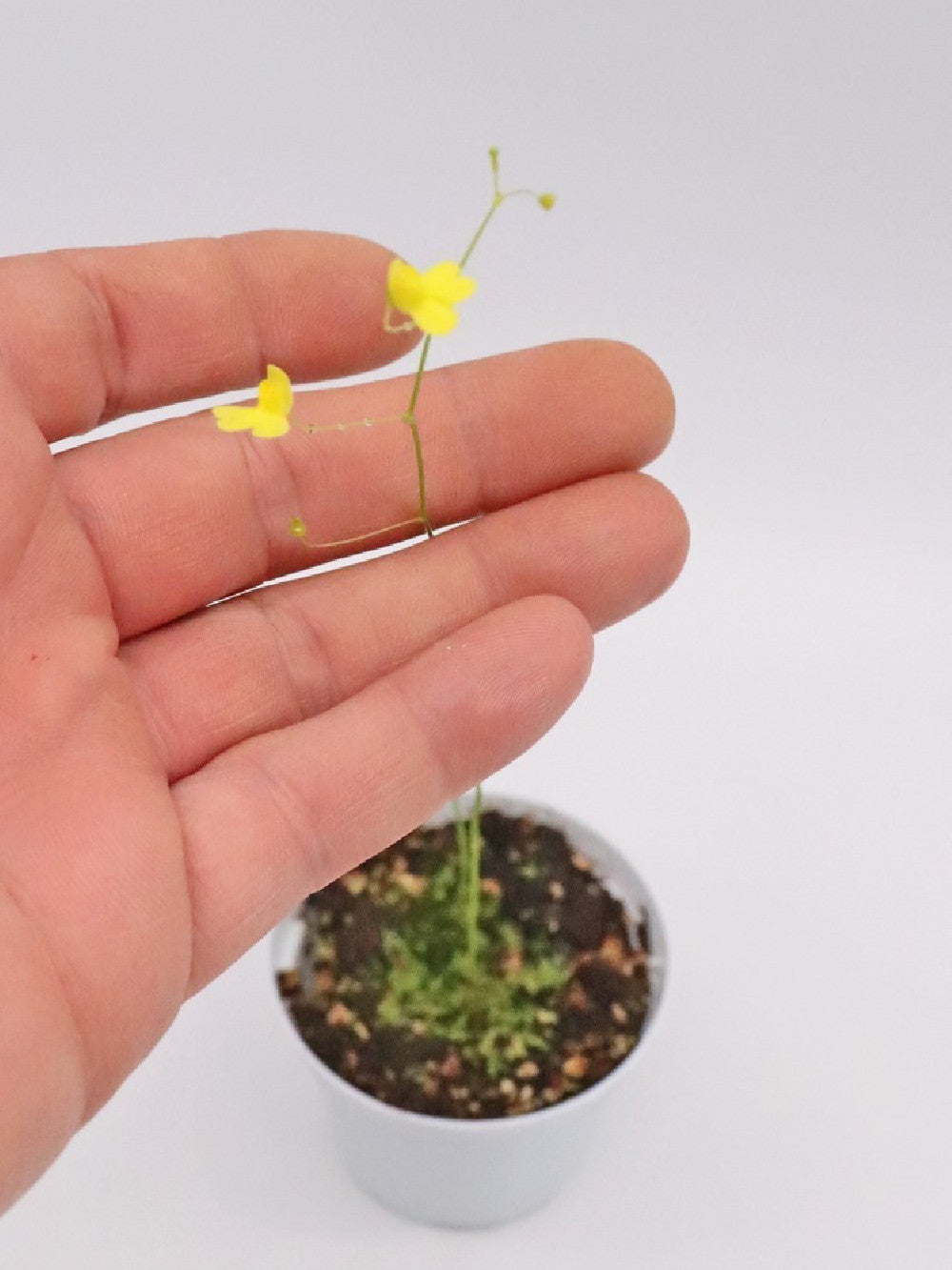 Utricularia flaccida