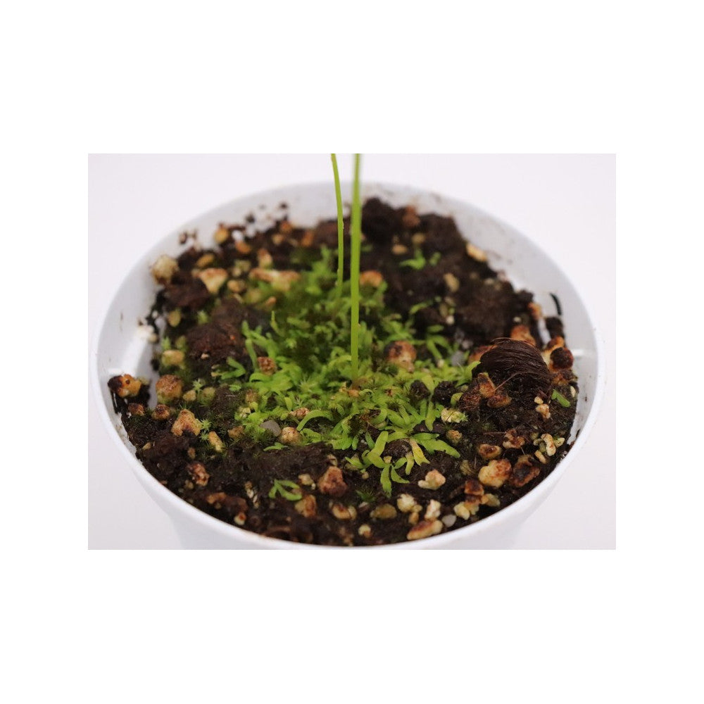 Utricularia flaccida