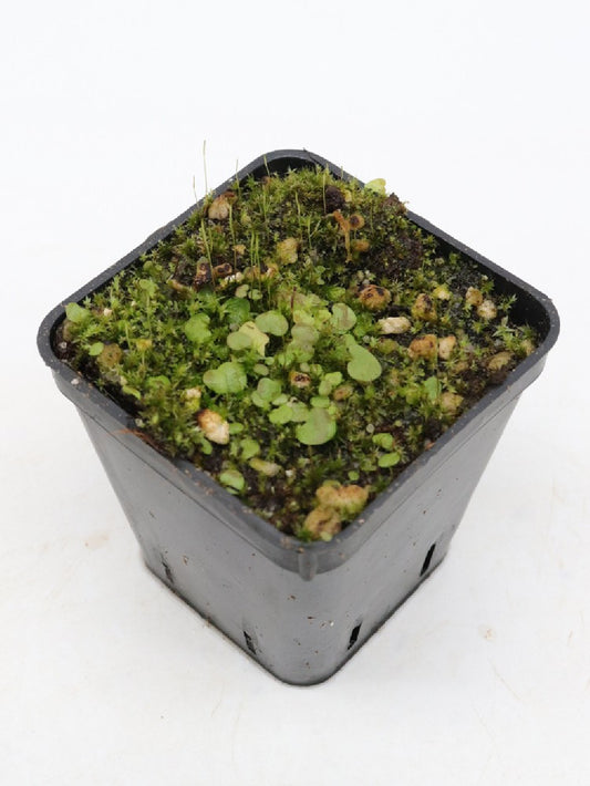 Utricularia geminoloba x nephrophylla