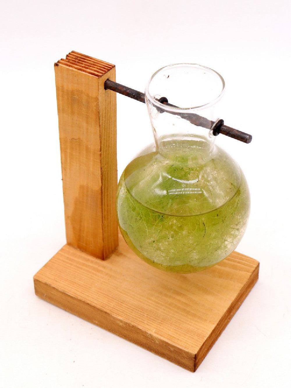 Utricularia gibba  (specie acquatica)