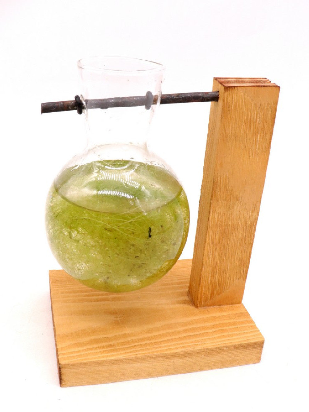 Utricularia gibba  (specie acquatica)