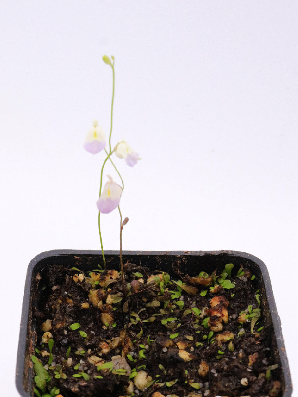 Utricularia involvens , Gunung Jerai, Malaysia