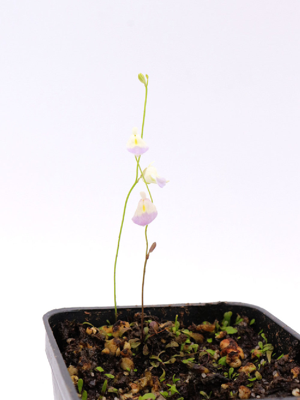 Utricularia involvens , Gunung Jerai, Malaysia
