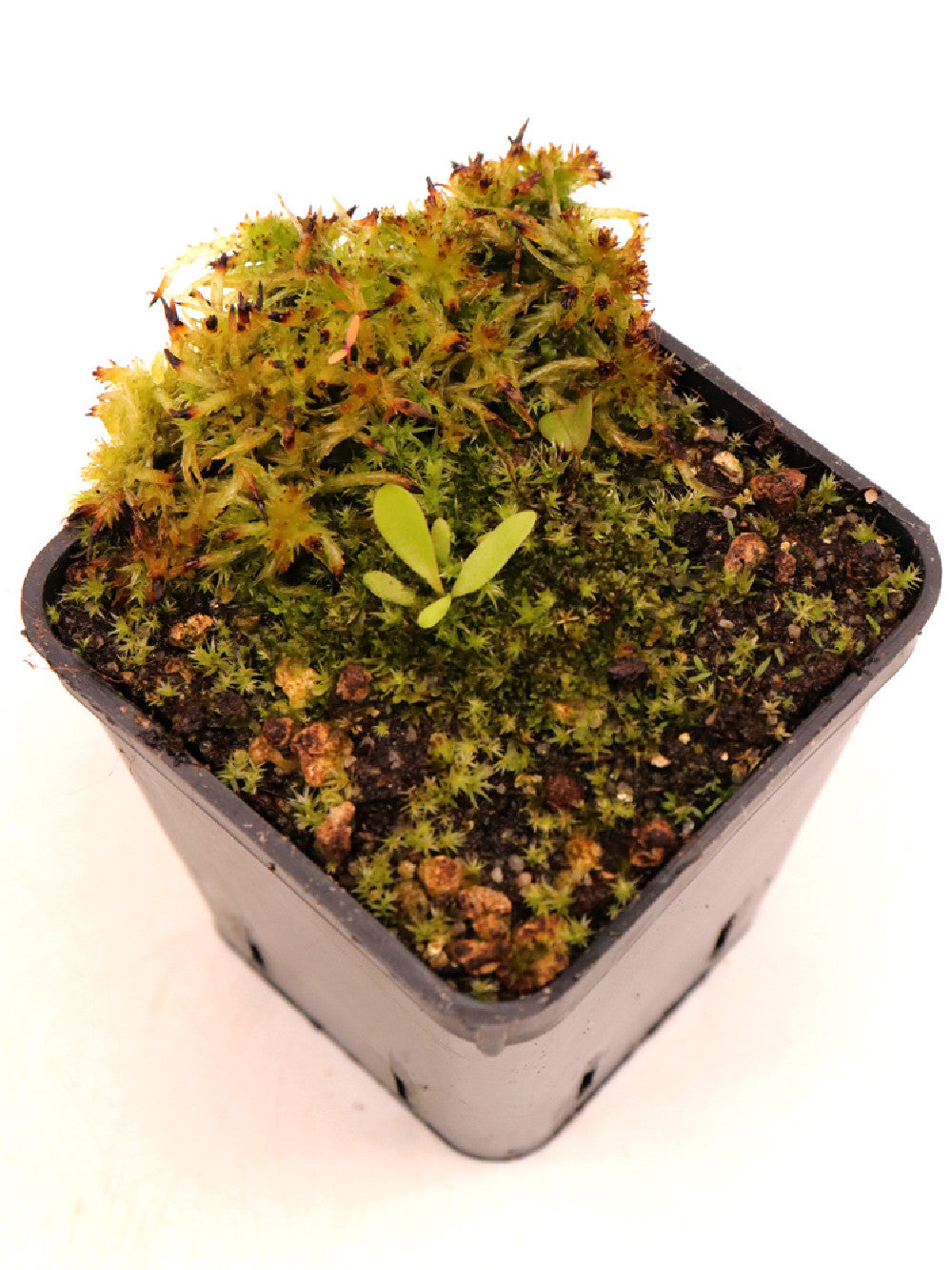 Utricularia jamesoniana , Canon del Diablo, Auyan Tepui