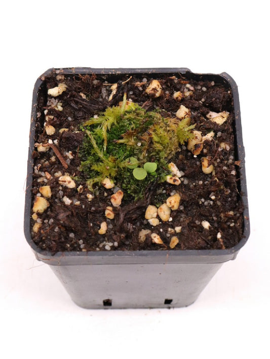 Utricularia laciniata , Chapada dos Veiadeiros, Brazil