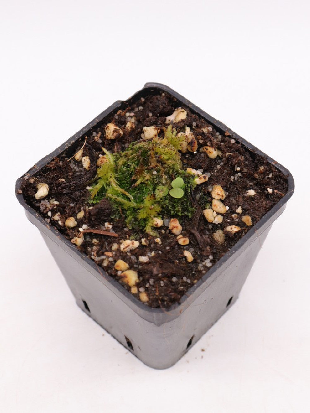 Utricularia laciniata , Chapada dos Veiadeiros, Brazil
