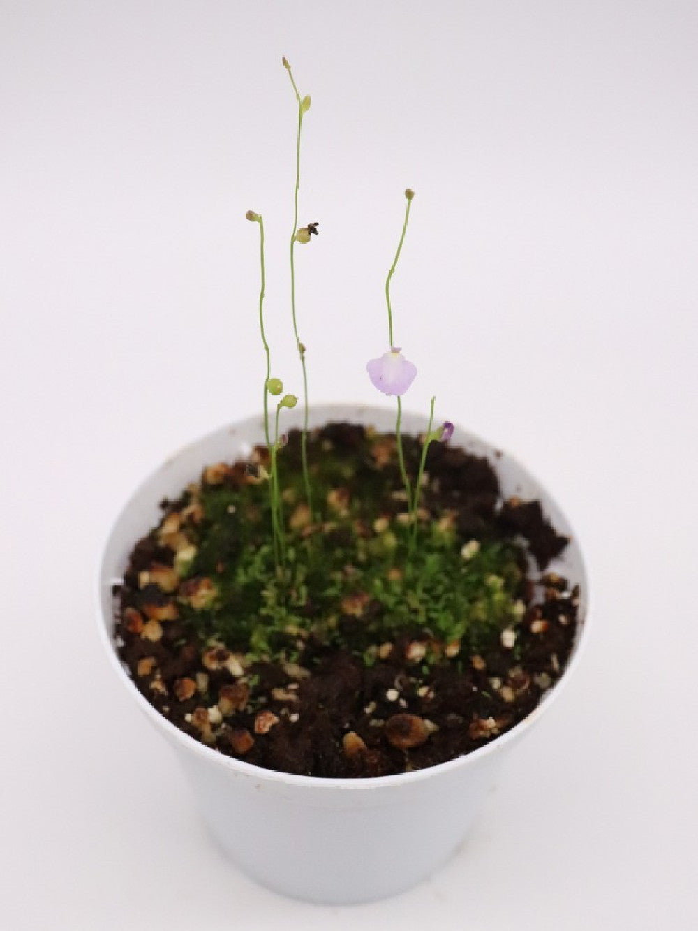 Utricularia lateriflora , Mt.Compass