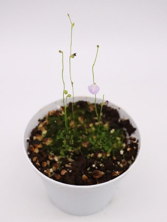 Utricularia lateriflora , Mt.Compass