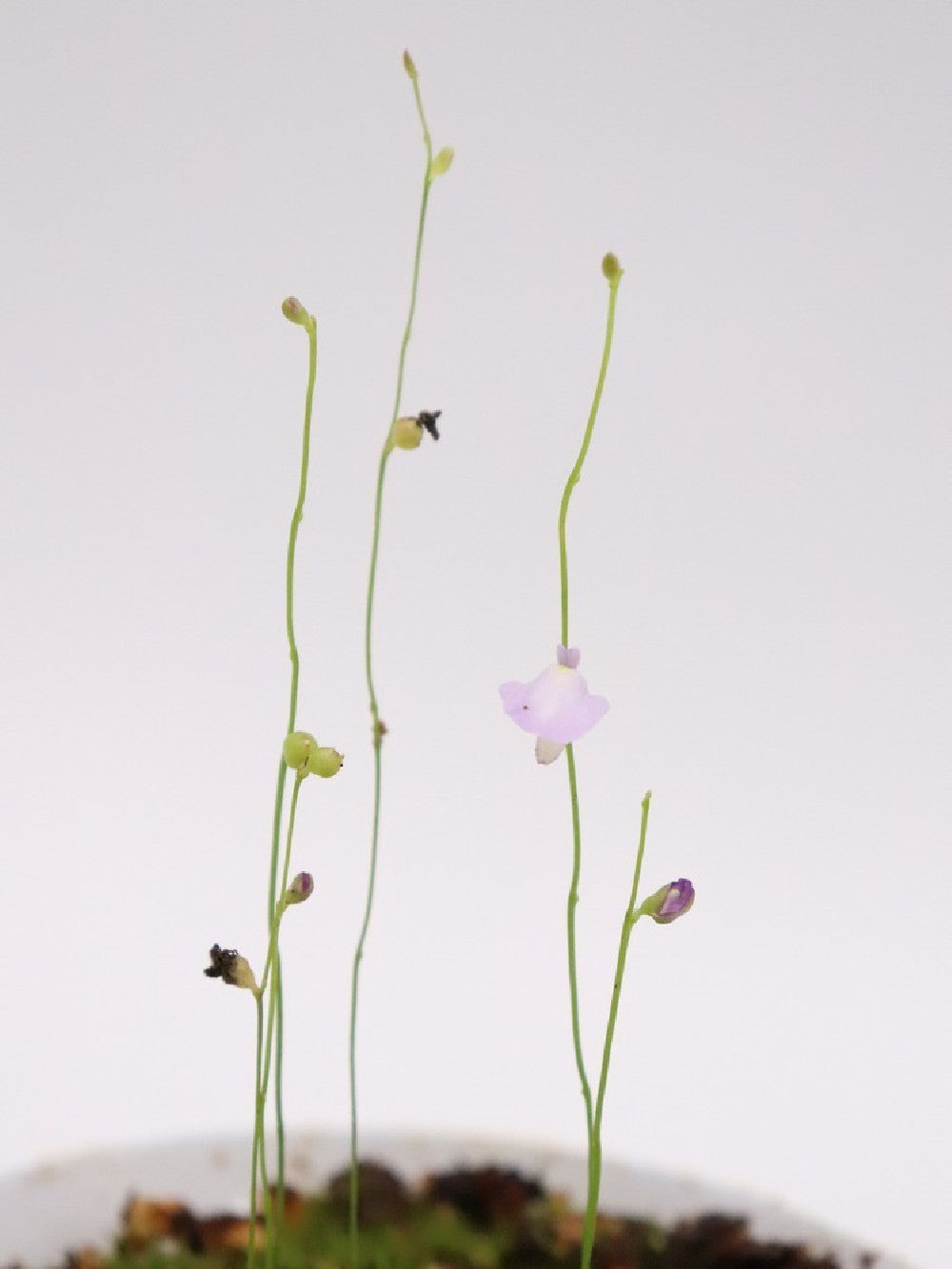 Utricularia lateriflora , Mt.Compass