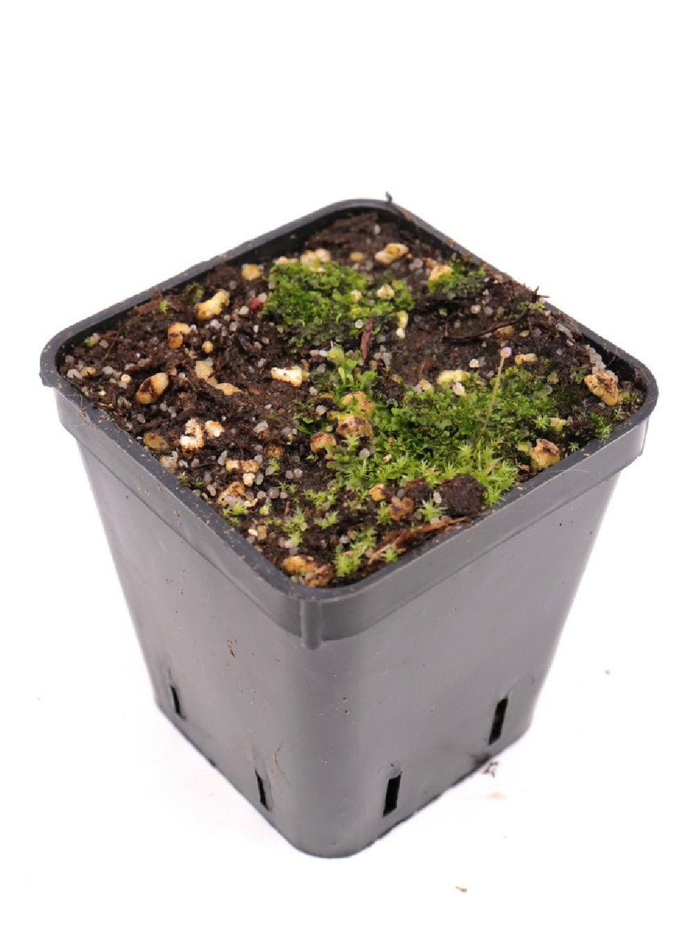 Utricularia lateriflora , Mt.Compass