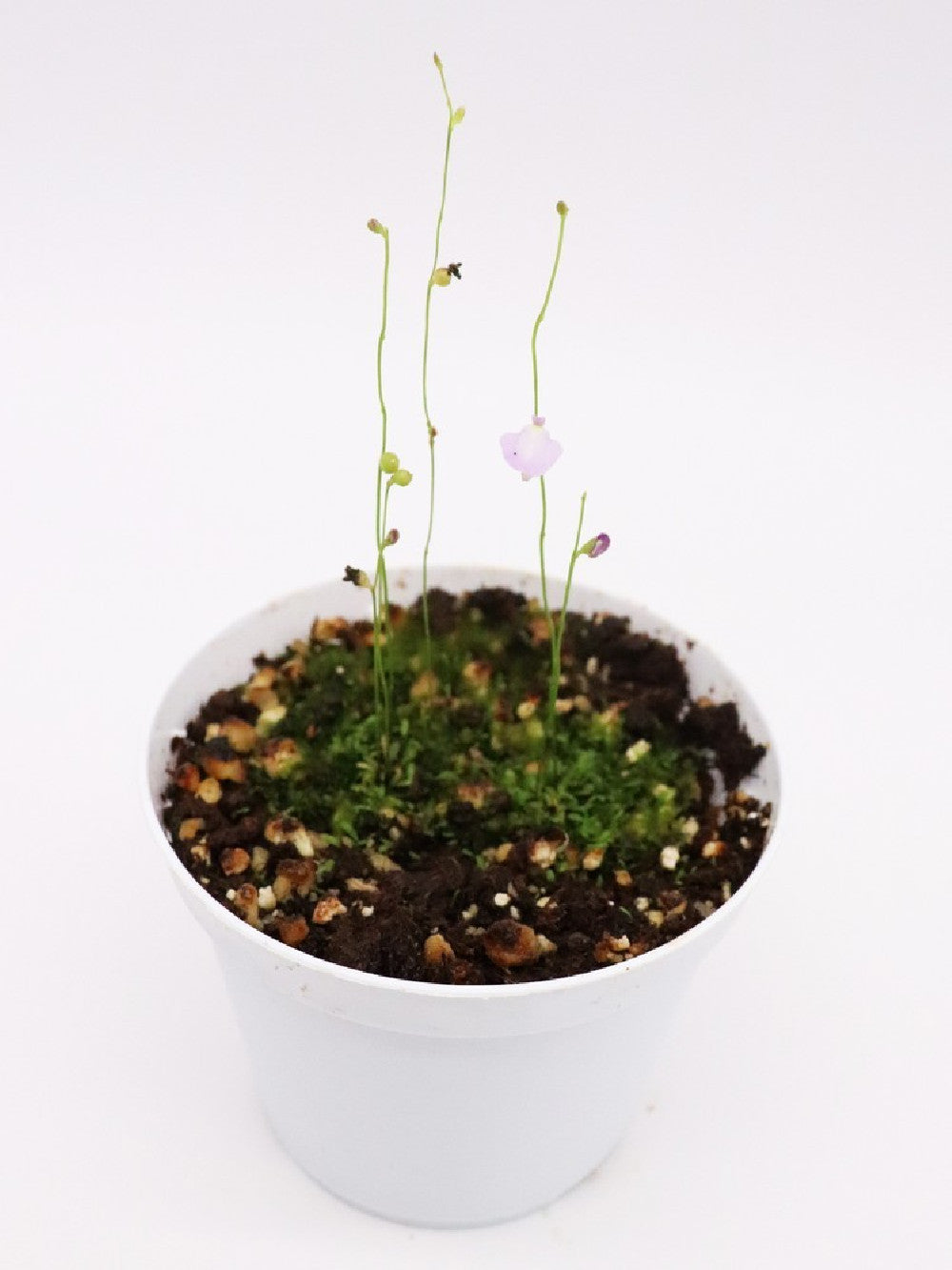 Utricularia lateriflora , Mt.Compass