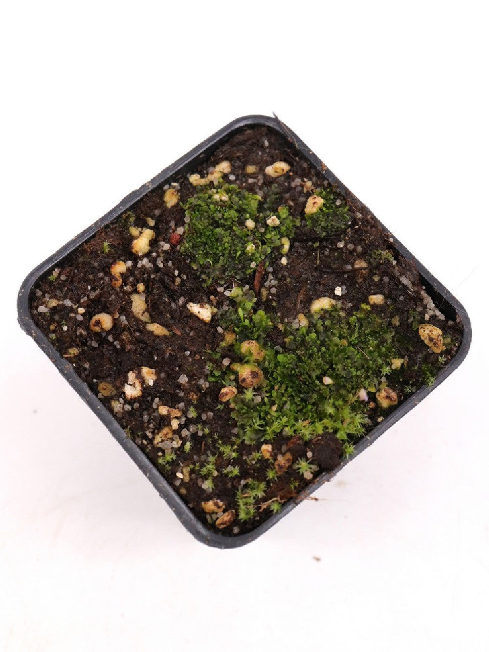 Utricularia lateriflora , Mt.Compass
