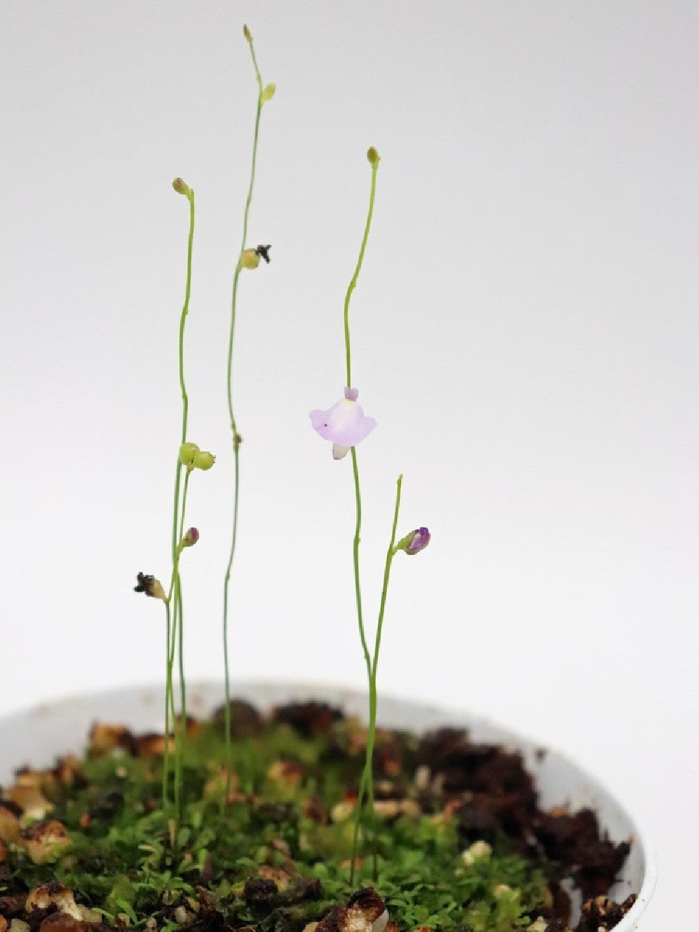 Utricularia lateriflora , Mt.Compass