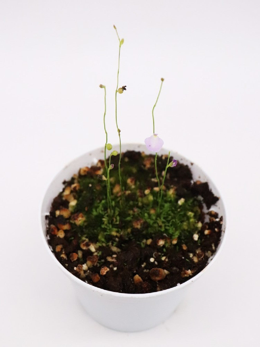 Utricularia lateriflora , Mt.Compass