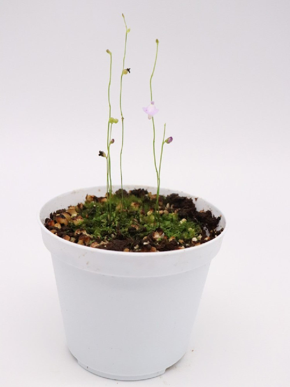 Utricularia lateriflora , Mt.Compass