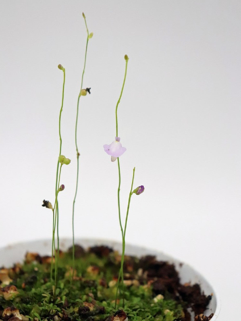 Utricularia lateriflora , Mt.Compass