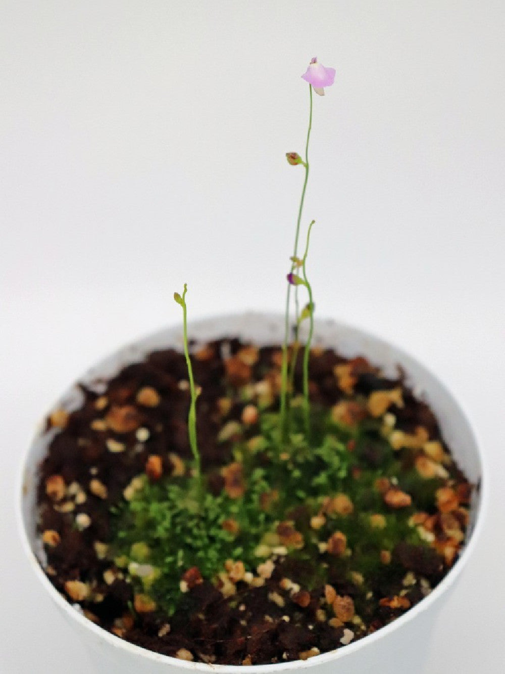 Utricularia lateriflora , Mt.Compass