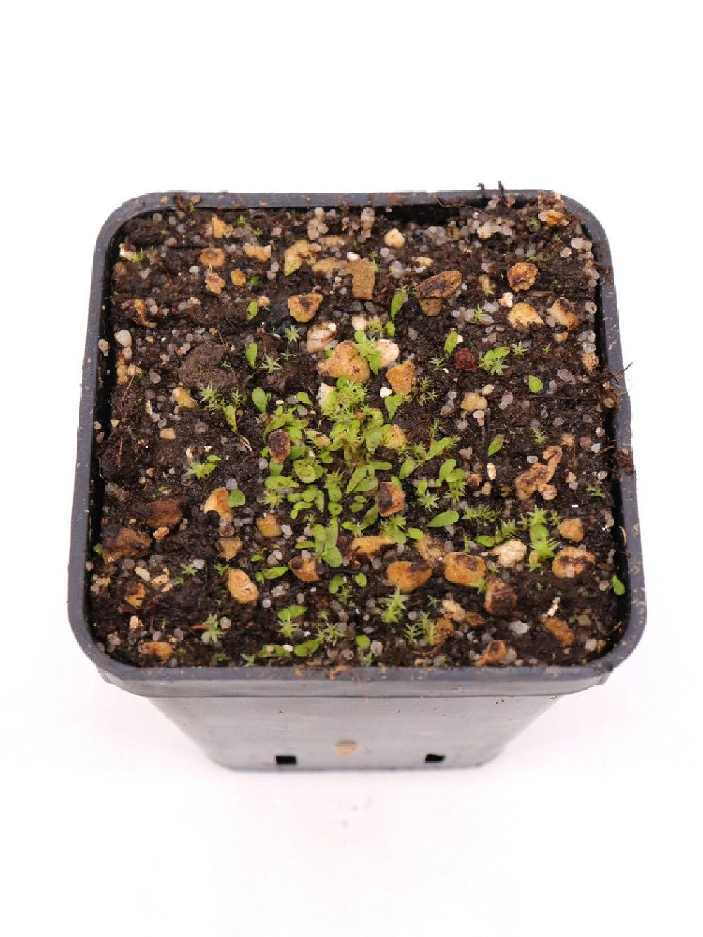 Utricularia livida "Blue flower"  Durban , South Africa