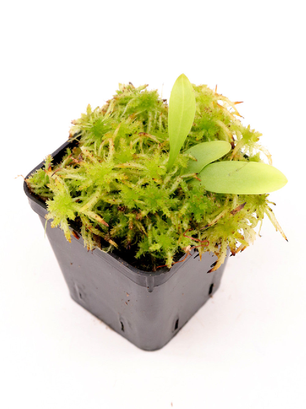 Utricularia longifolia Timòteo, Minas Gerais, Brazil