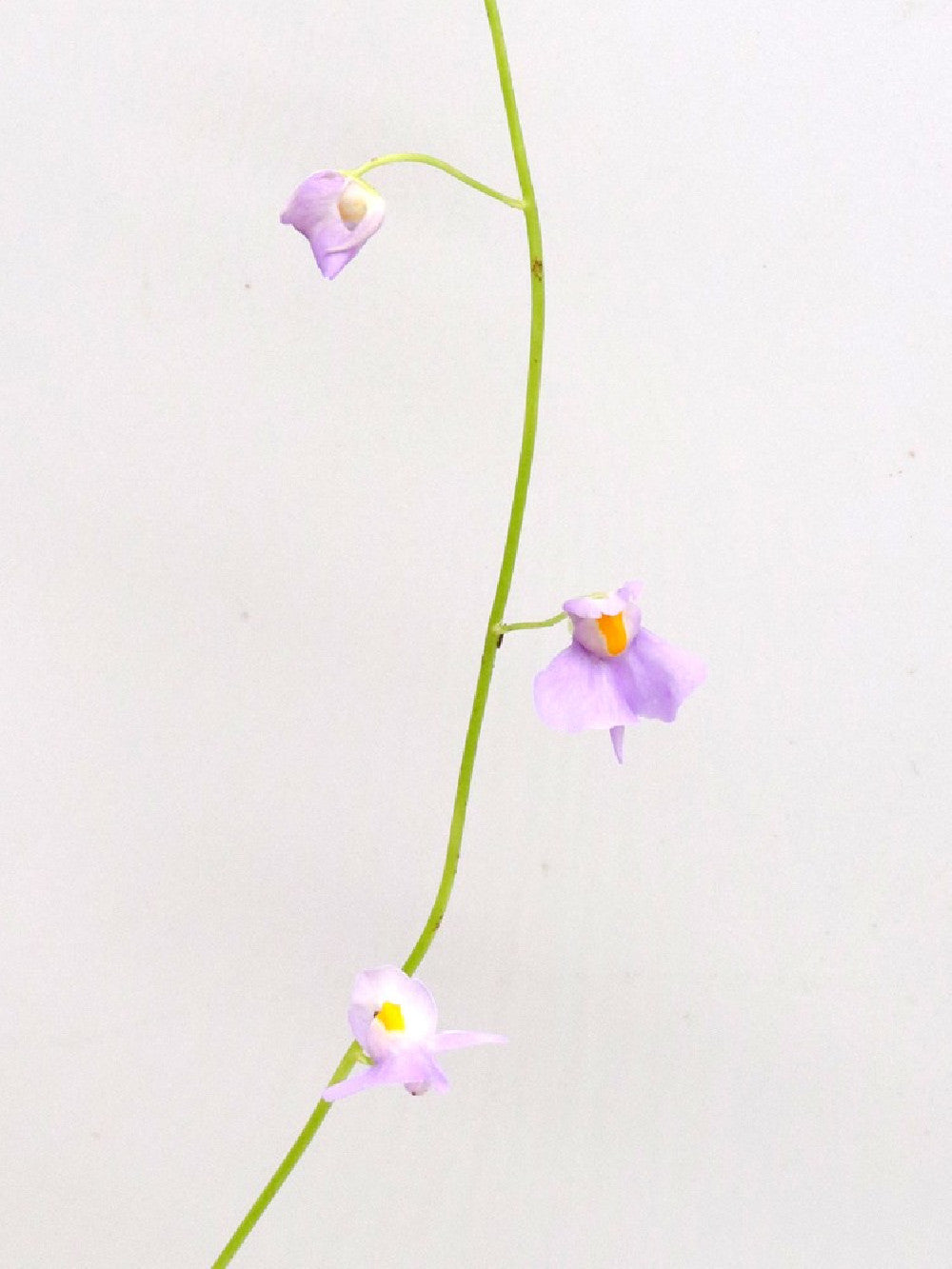 Utricularia longifolia f. bonsai ,Pedro do Rio, Brazil