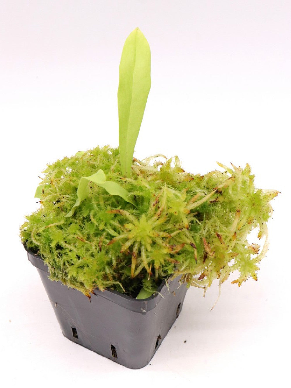 Utricularia longifolia f. bonsai ,Pedro do Rio, Brazil
