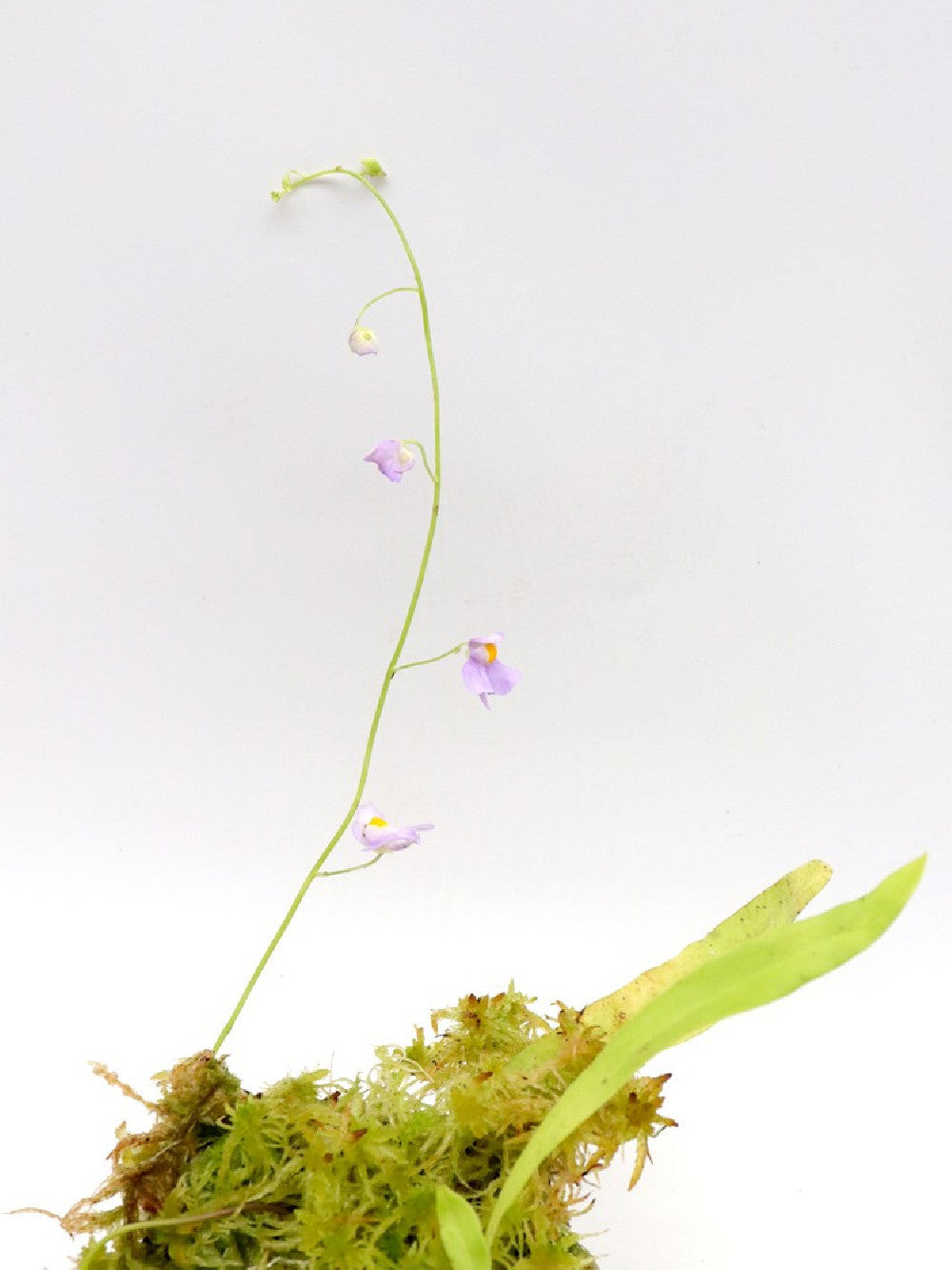 Utricularia longifolia f. bonsai ,Pedro do Rio, Brazil