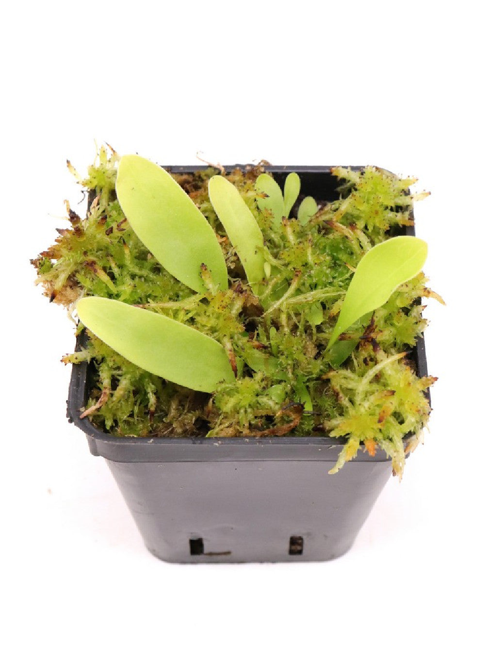 Utricularia longifolia f. forgetiana