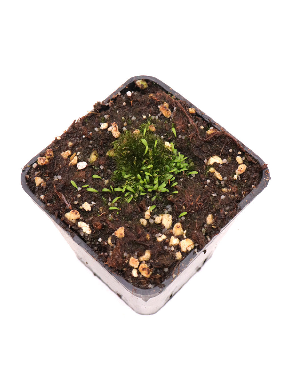 Utricularia microcalyx