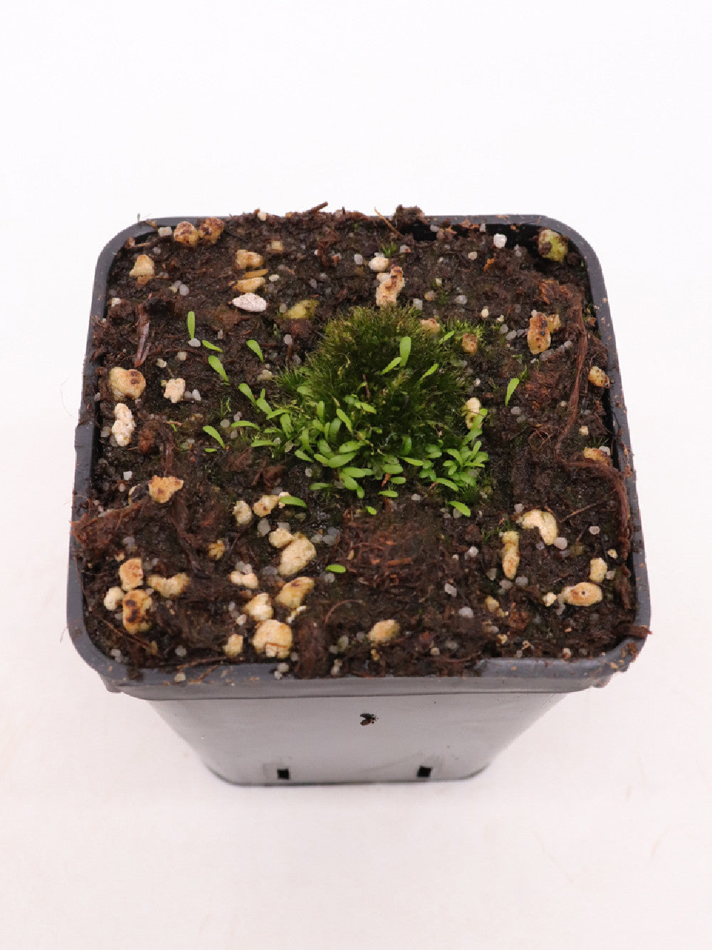 Utricularia microcalyx