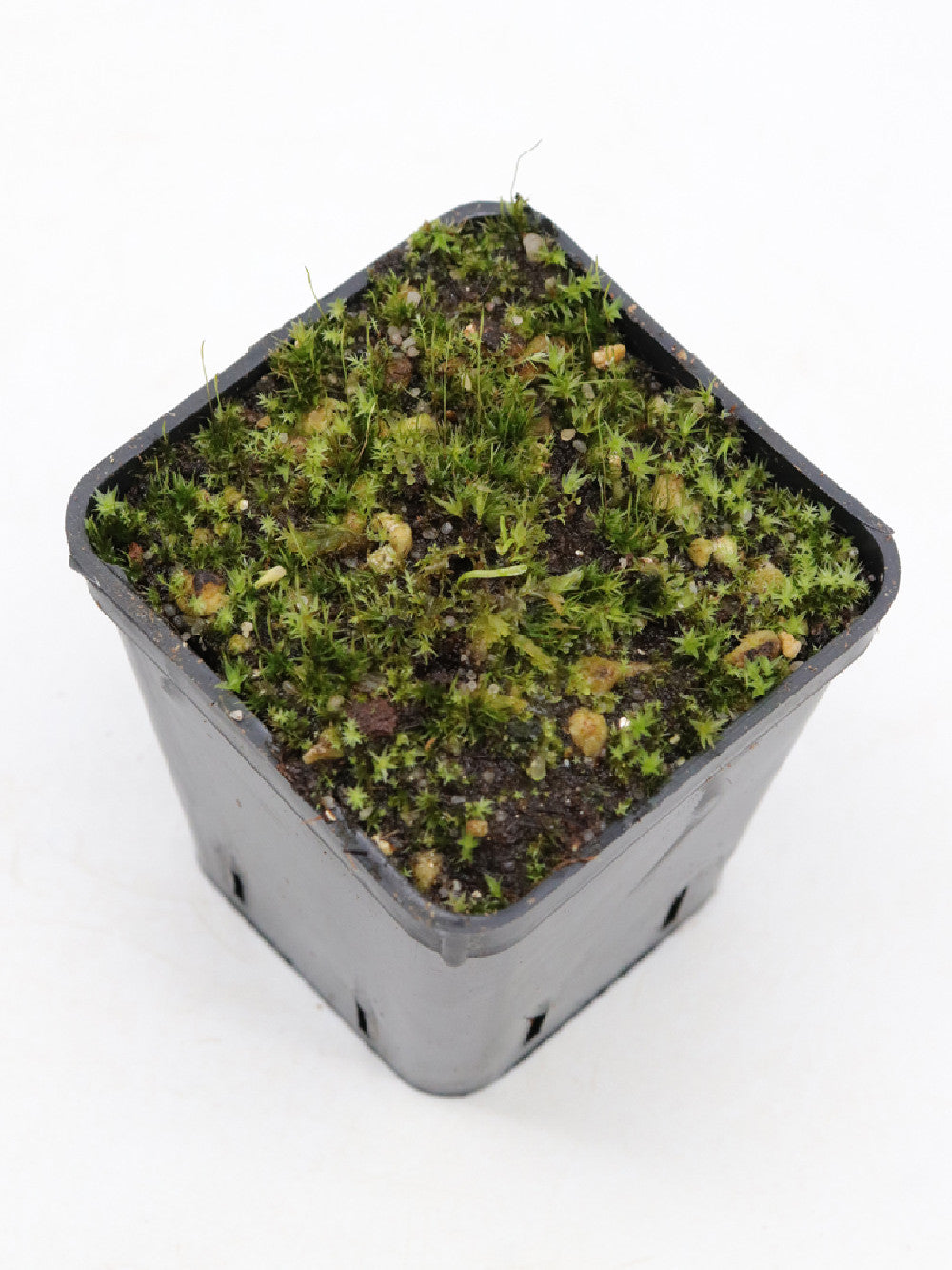 I Fiori Da Piantare Per Attirare Api E Farfalle - Donna Moderna - Foto 13