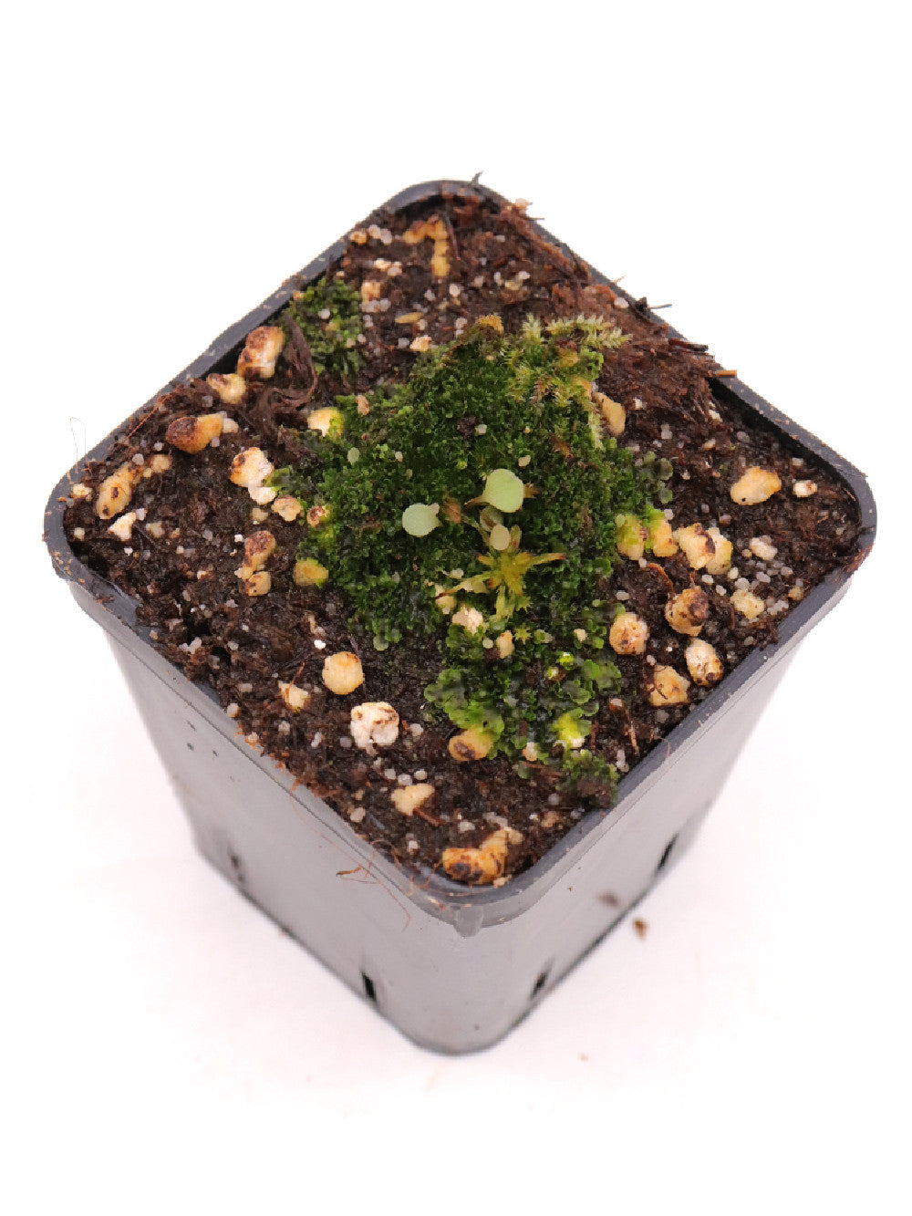Utricularia nephrophylla "White flower"