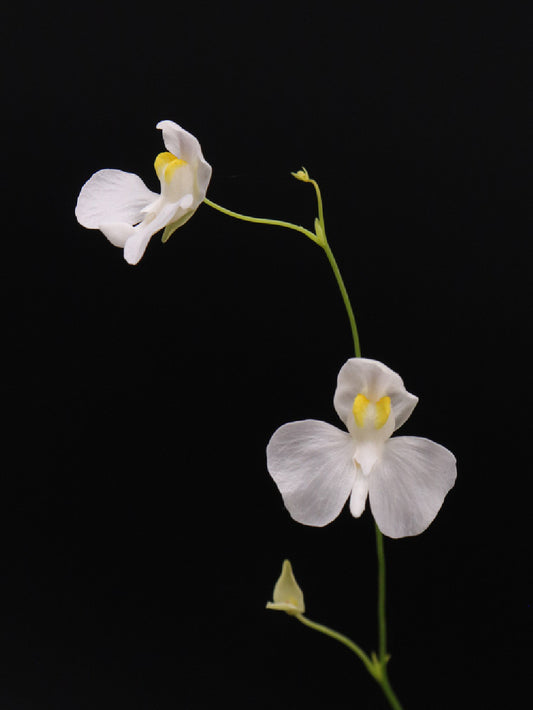 Utricularia nephrophylla "White flower"