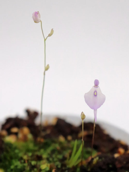 Utricularia pubescent , Serra do caraca
