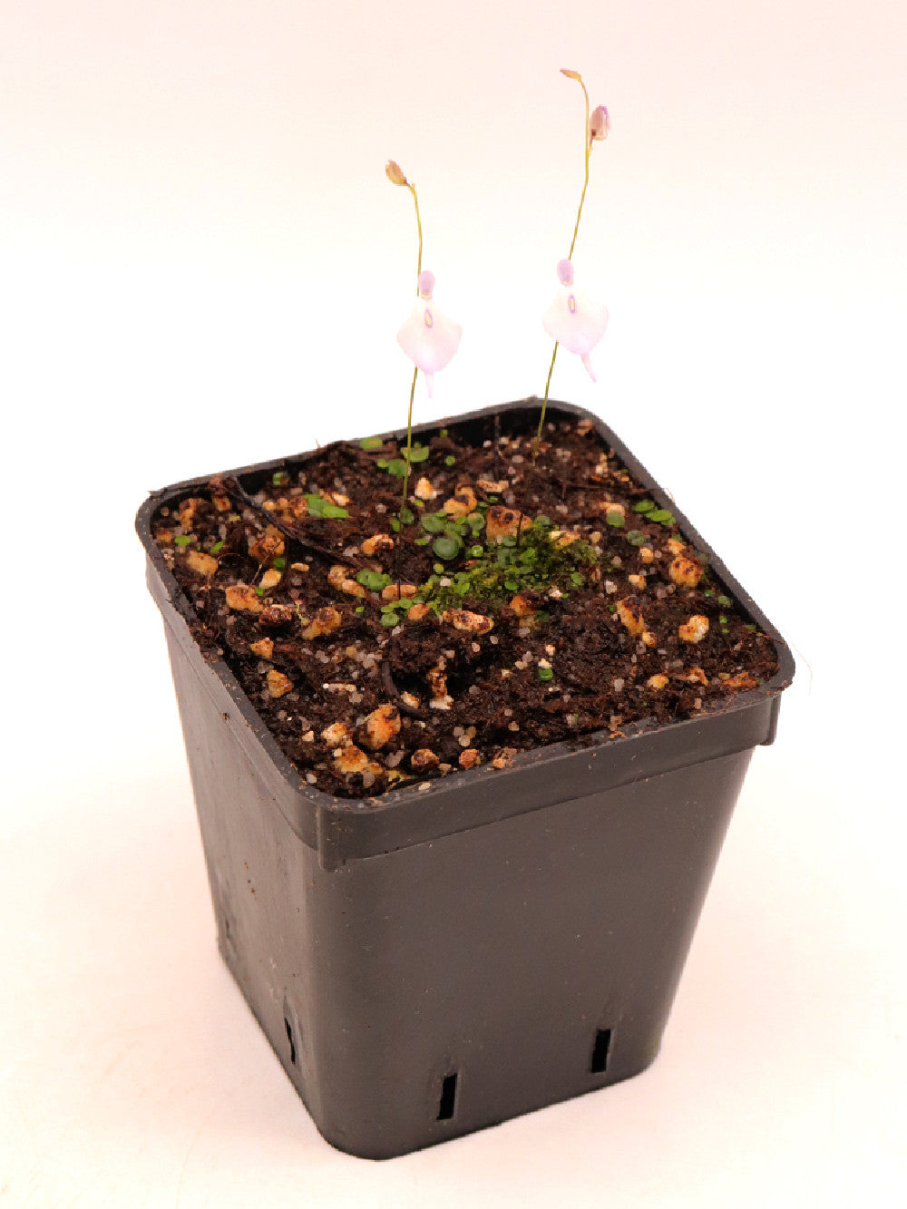 Utricularia pubescent , Serra do caraca