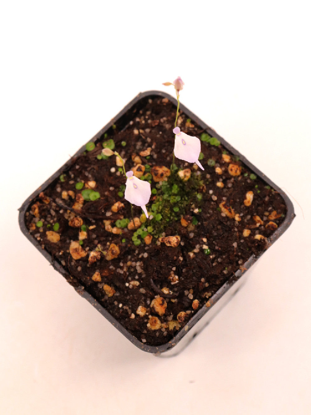 Utricularia pubescent , Serra do caraca