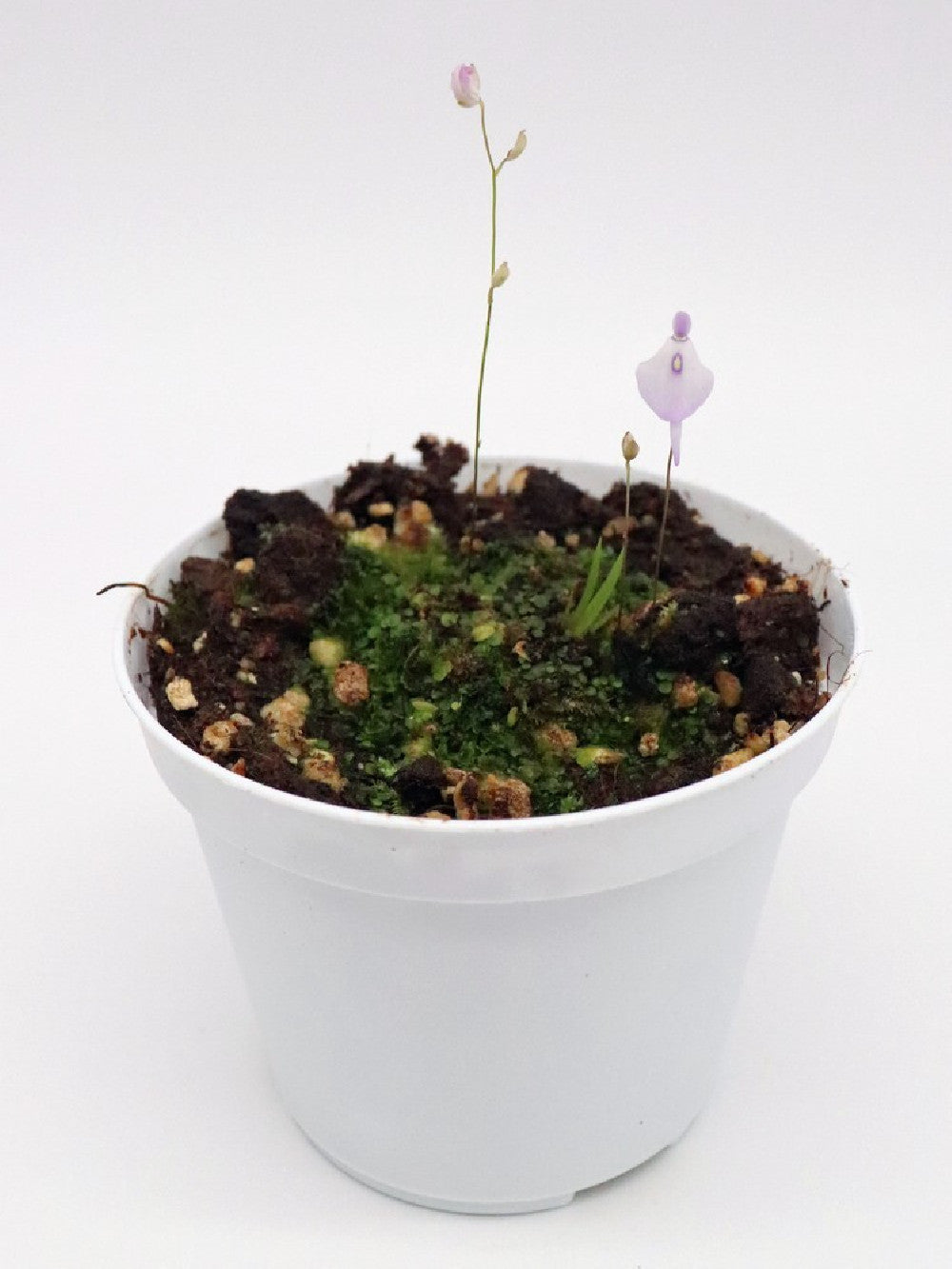 Utricularia pubescent , Serra do caraca